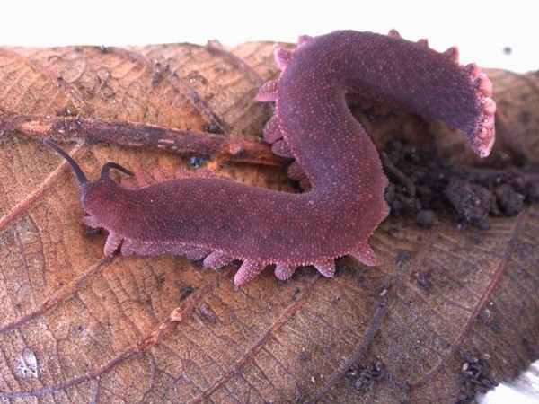 5[-]loài[-]sâu[-]đáng[-]sợ[-]nhất[-]hành[-]tinh[-]9